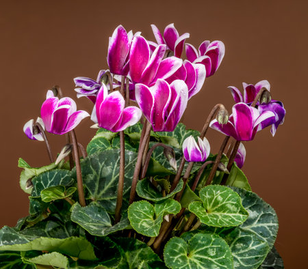 Close-up studio shot of beautiful magenta and white cyclamen flowers blooming from a pot. The deep brown backdrop offers a natural, earthy, and cozy feelの写真素材