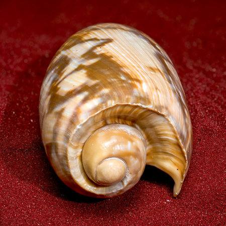 pristine, smooth Olive Shell with beautiful brown and white patterns is showcased on a vibrant red...