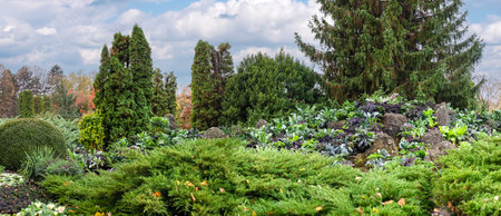 IaÈi, Romania - October 23.2025. A wide panoramic view featuring dense evergreen shrubs, ornamental kale, and towering conifers under a soft cloudy sky in the Anastasie Fatu Botanical Gardenのeditorial素材