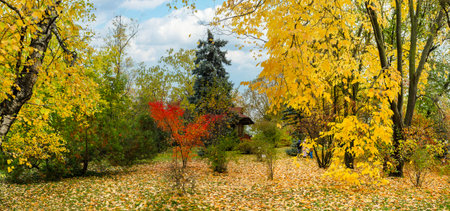A scenic view of a wooden gazebo nestled among vibrant yellow and orange autumn trees with fallen leaves covering the ground in a peaceful parkのeditorial素材