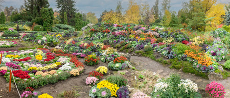 IaÈi, Romania - October 23.2025. A wide panoramic view of meticulously landscaped hills featuring colorful chrysanthemums and ornamental kale under a soft autumn sky in Romaniaのeditorial素材