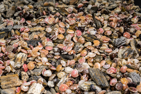 A top-down macro view of tiny pink, white, and brown shells mixed with crushed natural gray pebbles...