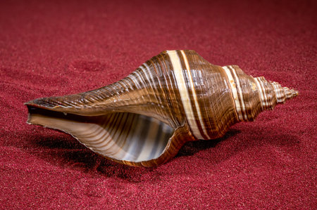Brown striped marine snail shell with spiral texture on red sand background. Natural ocean mollusk...
