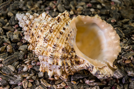 Detailed close-up of a frog shell sea snail with rough sculptured surface and wide aperture, resting...