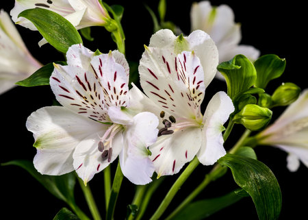 Elegant white Peruvian lilies with dark patterns and water droplets. High quality floral photography on a dark isolated background perfect for nature designs and floral decorationの写真素材