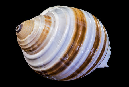 Macro photo of a Tonna sulcosa seashell with distinct brown bands and spiral ridges. Isolated on a black background for marine biology and collector displaysのeditorial素材