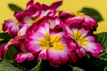 Macro shot of vibrant pink and yellow primula blossoms with water droplets on green leaves, set...