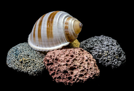 A beautiful striped seashell lies atop a collection of multi-colored volcanic pumice rocks. The high...