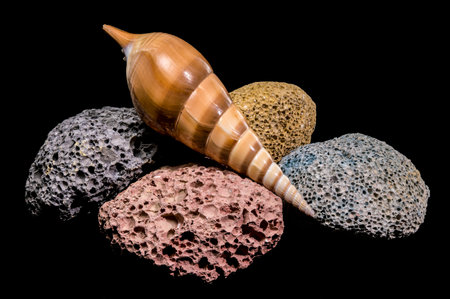 A beautiful striped seashell lies atop a collection of multi-colored volcanic pumice rocks. The high...