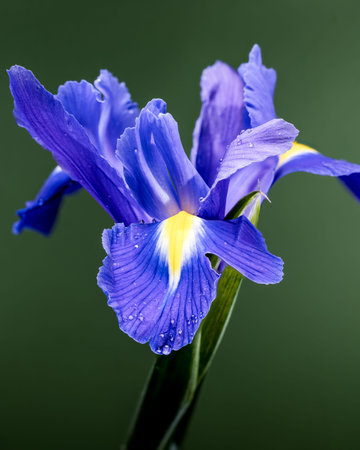 Extreme close-up of a vibrant blue iris flower featuring bright yellow details and morning dew. Soft...