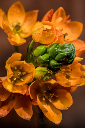 Macro shot of blooming orange Ornithogalum dubium flowers and green buds with dew. The vibrant...