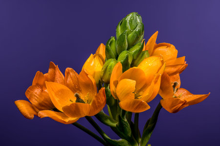 High-resolution macro of blooming orange Ornithogalum dubium flowers with green buds and water...