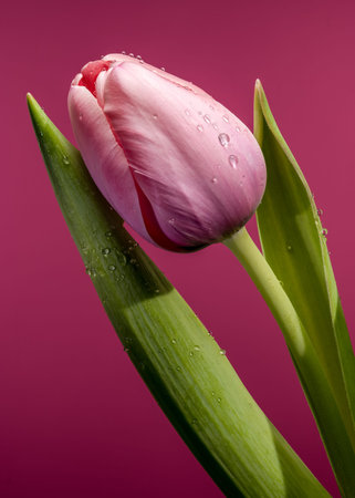 A detailed macro shot of a fresh pink tulip bud featuring delicate water droplets on its petals and...
