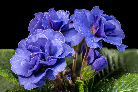 Vibrant blue double primula flowers blooming with fresh morning dew drops. A macro shot featuring textured green leaves against a solid black backdropの写真素材