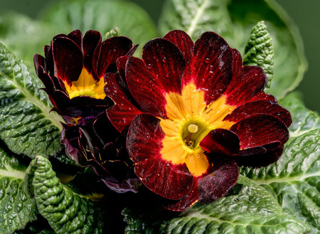 A detailed macro shot of a deep burgundy primrose with a bright yellow star-shaped center and water droplets. Features textured green leaves against a soft green backgroundの写真素材