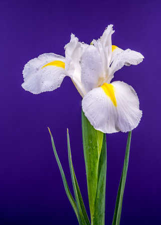 A stunning studio macro of a white iris blossom featuring bright yellow accents and water droplets...