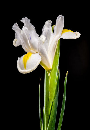 studio macro shot of a white iris flower with yellow details and water droplets on its petals,...