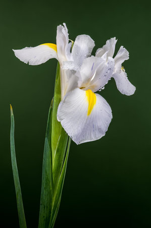 studio macro of a white iris flower with yellow accents and water droplets on its petals, set...