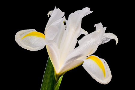 studio macro shot of a white iris flower with yellow details and water droplets on its petals,...