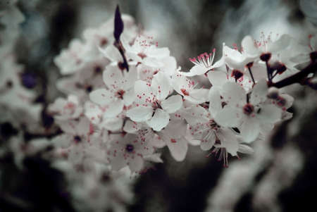 cherry blossomの写真素材