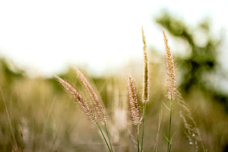Grass in the warm morningの写真素材