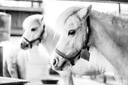 Lovely Ponies in BW Toningの写真素材
