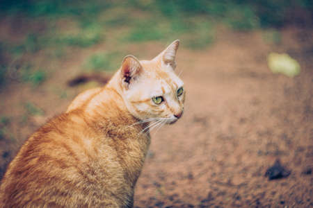 Lovely suspicious catの写真素材