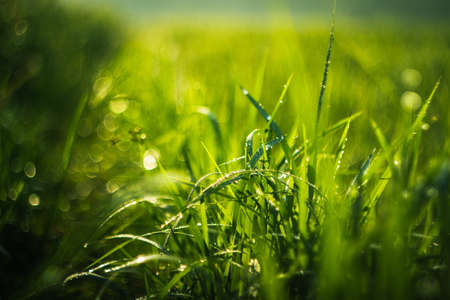 Closeup grass fieldの写真素材