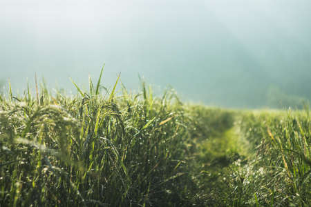 Rice plant in the rice field in morningの写真素材