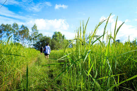 Rice plant in the rice fieldの写真素材