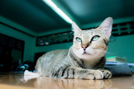Suspicious cat looking on the ownerの写真素材