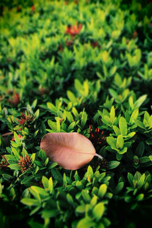 Dried leaf on green bush