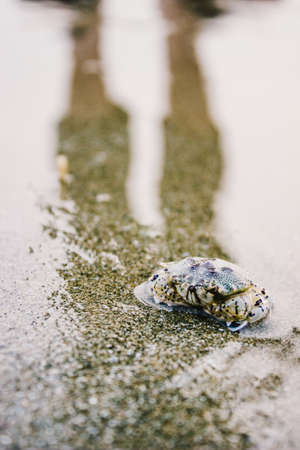 Carb in the sand on the beachの写真素材