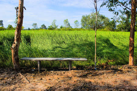 A bench in among the natural scene of rice fieldの写真素材