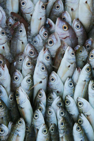 fish
