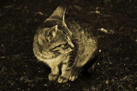 kittenの写真素材