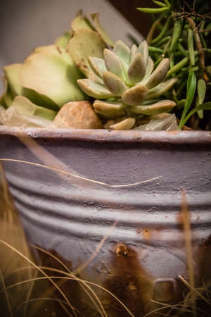 Succulents in rusty old bucketの写真素材
