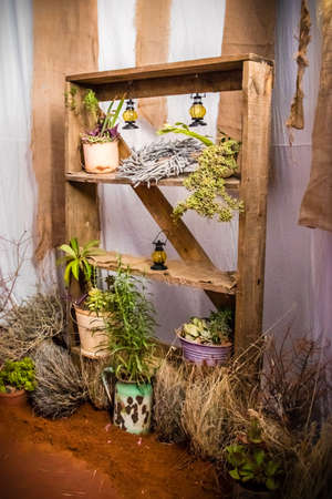 Old wood shelve with succulentsの写真素材