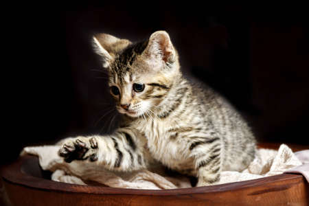 Cute Small Toyger kitten with tiger stripes in a dark studio closeupの写真素材