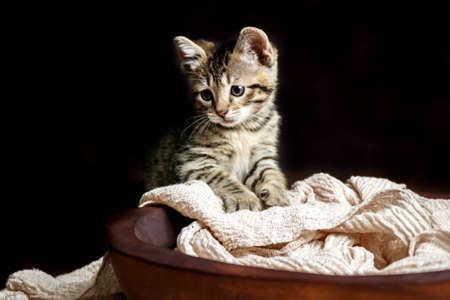 Cute Small Toyger kitten with tiger stripes in a dark studio closeupの写真素材