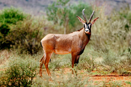 Wild Roan antelope bull, standing tall in Africa