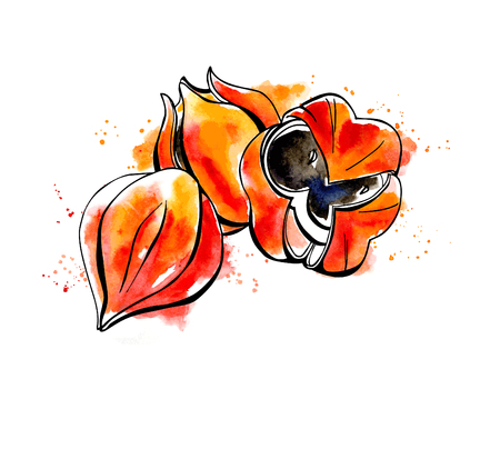 Vector illustration of super food Guarana. Organic healthy dietary supplement. Black outlines and bright watercolor stains, splashes and drips.のイラスト素材