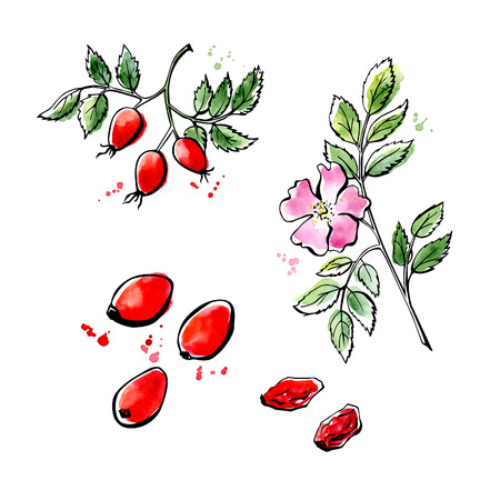 Vector illustration of super food Rose hip. Organic healthy dietary supplement. Black outlines and bright watercolor stains, splashes and drips. Flower, bunch and fruits isolated on white background.のイラスト素材