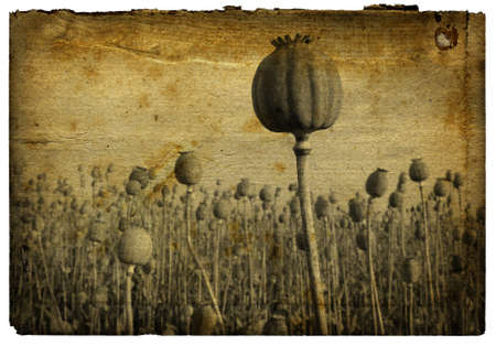 Retro Background - Poppy Field with grainy rough surfaceの写真素材