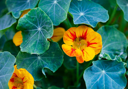 Nasturtium plant with yellow flowersの写真素材