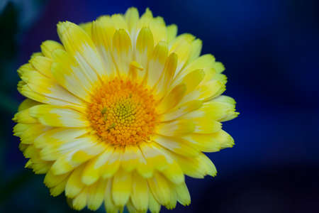 selective focus of plans and flowers with blurred background for use as background with ample copy spaceの写真素材