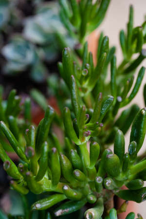 selective focus full frame of succulent plant for backgroundの写真素材