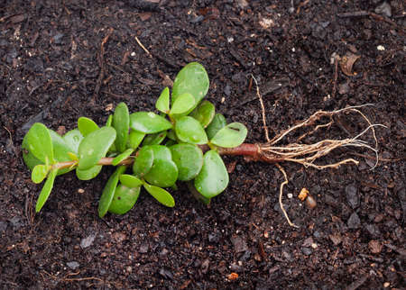 Potulacaria Afra or Spekboom, a South African succulent rooting from a cutting