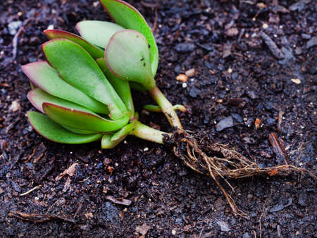Crassula succulent plant rooting from a cutting on a dark soil background with copy spaceの写真素材