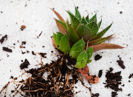 Haworthia succulent plant with baby pups on a light and neutral background with copy spaceの写真素材